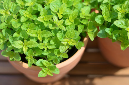 Marjoram which can be infused in hot water for drinking